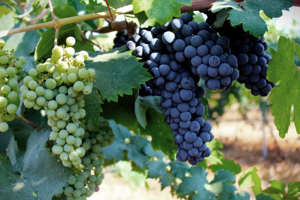 Pucino, bianco o nero? Un viaggio tra fonti, ipotesi e indizi